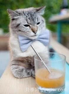 陈奕迅的红玫瑰什么意思？(图1)