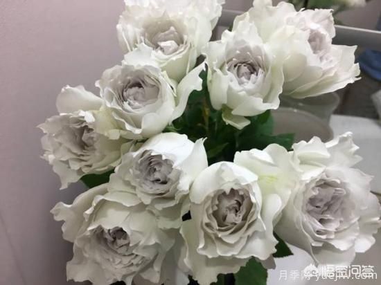 最香的几款月季品种是什么？(图4)