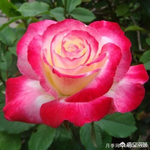 最香的几款月季品种是什么？(图2)