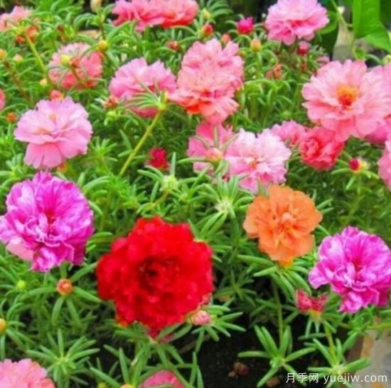 各种花卉对水的要求都是一样的吗?(图1) 各种花卉对水的要求都是一样的吗?(图1)