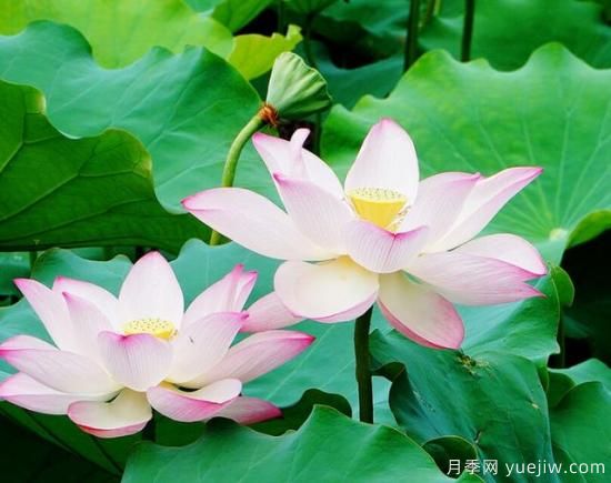 各种花卉对水的要求都是一样的吗?(图3) 各种花卉对水的要求都是一样的吗?(图3)