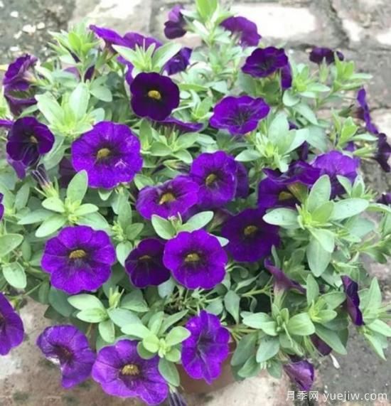 各种花卉对水的要求都是一样的吗?(图2) 各种花卉对水的要求都是一样的吗?(图2)