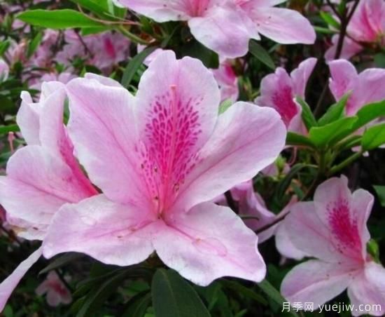 各种花卉对水的要求都是一样的吗?(图5) 各种花卉对水的要求都是一样的吗?(图5)