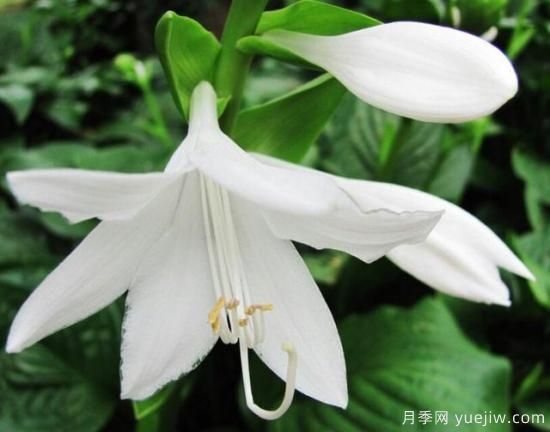 各种花卉对水的要求都是一样的吗?(图4) 各种花卉对水的要求都是一样的吗?(图4)