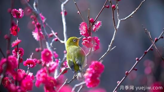 园林绿化养护需要注意哪些问题?(图1) 园林绿化养护需要注意哪些问题?(图1)