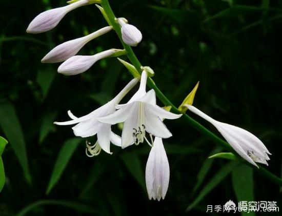 多年生的草本花卉品种的花有什么花?(图3) 多年生的草本花卉品种的花有什么花?(图3)