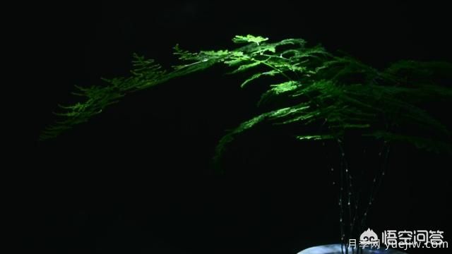 多年生的草本花卉品种的花有什么花?(图2) 多年生的草本花卉品种的花有什么花?(图2)