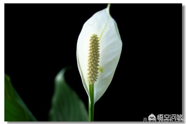 多年生的草本花卉品种的花有什么花?(图5) 多年生的草本花卉品种的花有什么花?(图5)