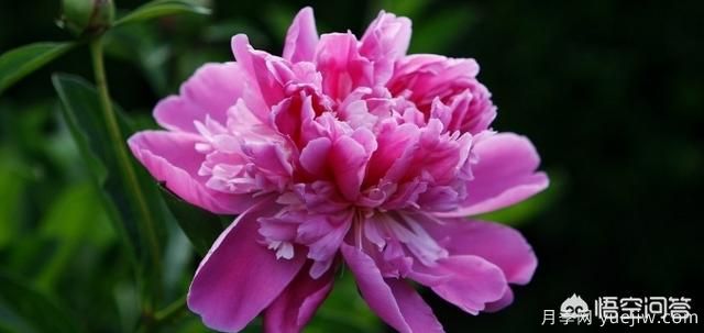 多年生的草本花卉品种的花有什么花?(图8) 多年生的草本花卉品种的花有什么花?(图8)