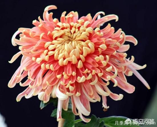 多年生的草本花卉品种的花有什么花?(图7) 多年生的草本花卉品种的花有什么花?(图7)