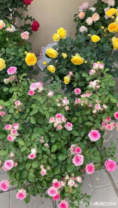 有哪些花友必备的月季花品种可以推荐下？(图30)