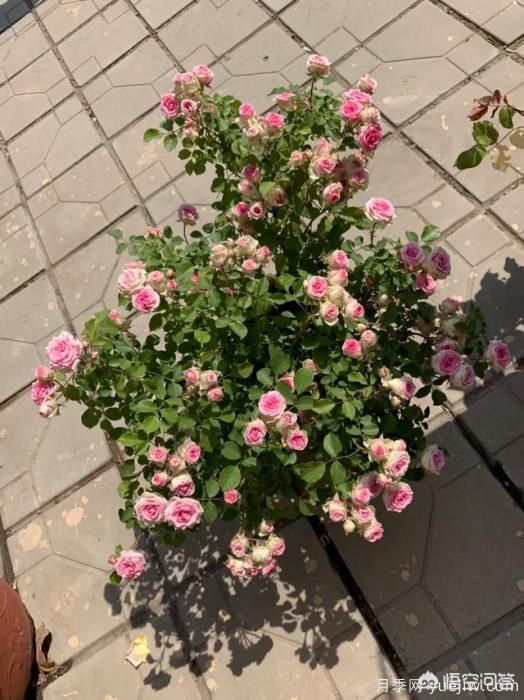 有哪些花友必备的月季花品种可以推荐下？(图29)