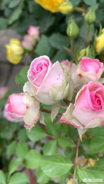 有哪些花友必备的月季花品种可以推荐下？(图28)