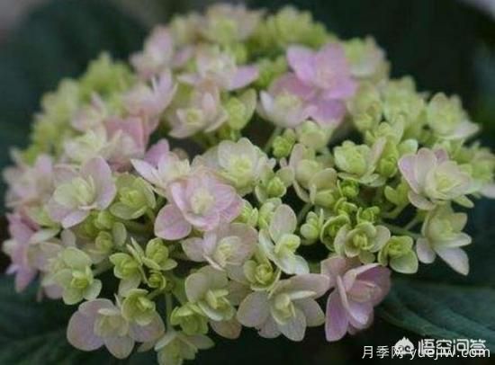 绣球花叶子小是怎么回事?(图2) 绣球花叶子小是怎么回事?(图2)