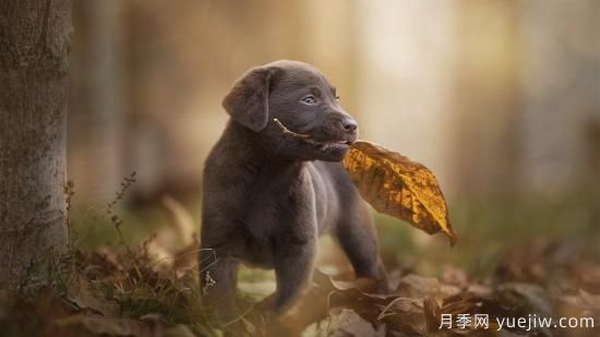 白玫瑰，粉玫瑰，红玫瑰分别代表什么意思？(图1)