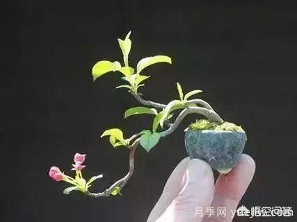 哪些树种可以做街道绿化树种？(图6)