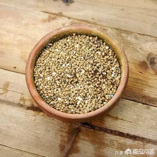 哪些树种可以做街道绿化树种？(图12)