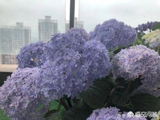 绣球花叶子小是怎么回事?(图6) 绣球花叶子小是怎么回事?(图6)