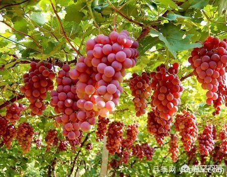 彩叶树种哪些适合南方种植?表现要好些的!(图2) 彩叶树种哪些适合南方种植?表现要好些的!(图2)