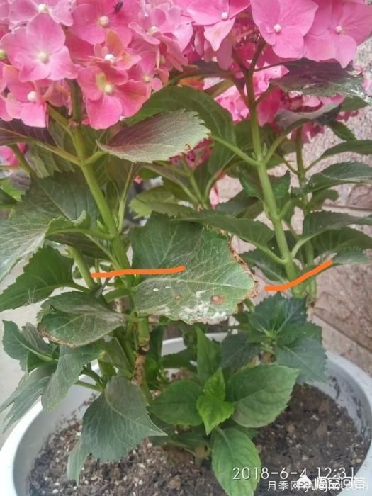 绣球花叶子小是怎么回事?(图4) 绣球花叶子小是怎么回事?(图4)