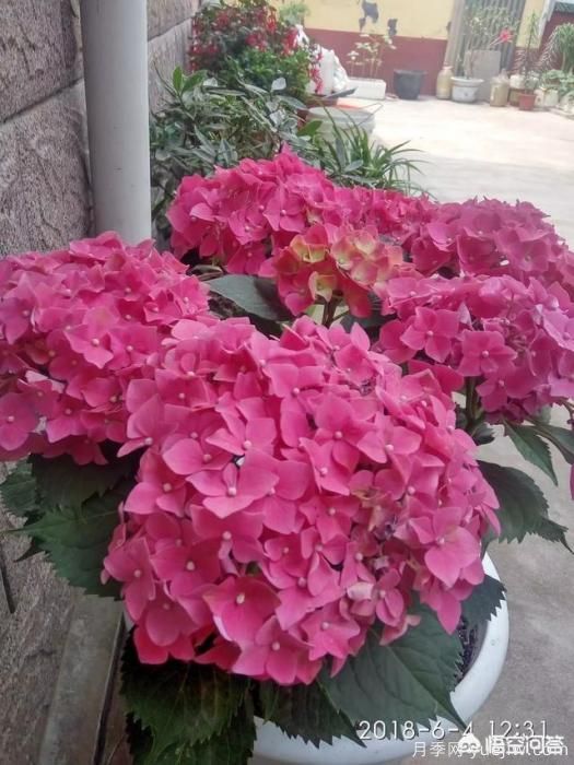 绣球花叶子小是怎么回事?(图5) 绣球花叶子小是怎么回事?(图5)