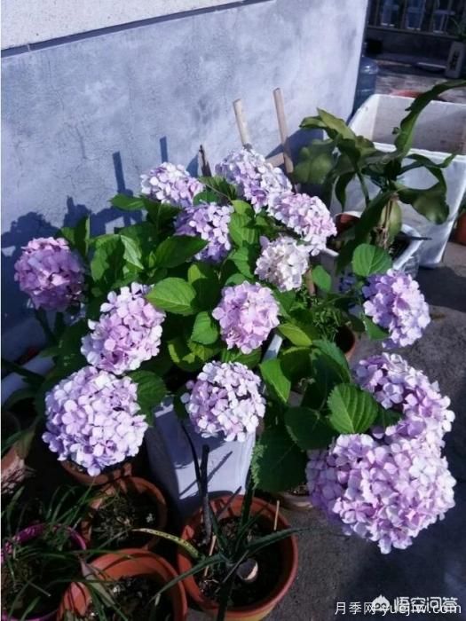 绣球花叶子小是怎么回事?(图8) 绣球花叶子小是怎么回事?(图8)