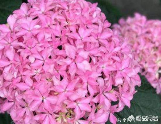 绣球花叶子小是怎么回事?(图3) 绣球花叶子小是怎么回事?(图3)
