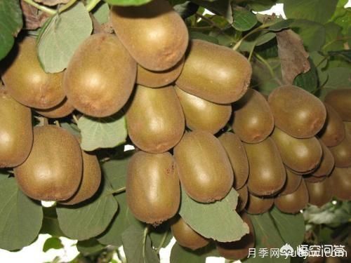 彩叶树种哪些适合南方种植?表现要好些的!(图1) 彩叶树种哪些适合南方种植?表现要好些的!(图1)