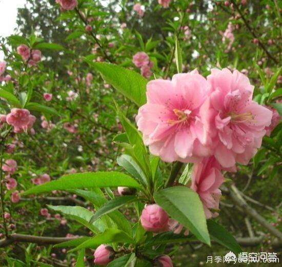 红叶碧桃算是果树还是绿化树？(图5)