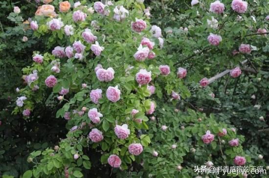 你最喜欢的月季是什么品种?为什么喜欢?(图1) 你最喜欢的月季是什么品种?为什么喜欢?(图1)