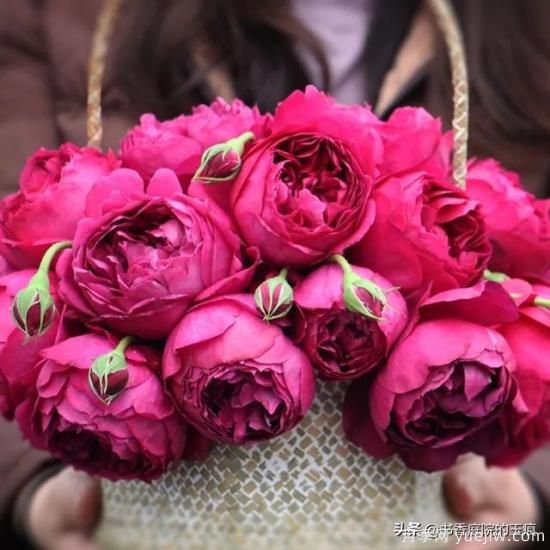 你最喜欢的月季是什么品种?为什么喜欢?(图3) 你最喜欢的月季是什么品种?为什么喜欢?(图3)