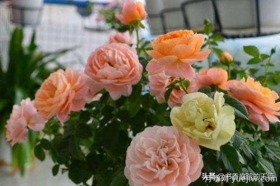 你最喜欢的月季是什么品种?为什么喜欢?(图4) 你最喜欢的月季是什么品种?为什么喜欢?(图4)