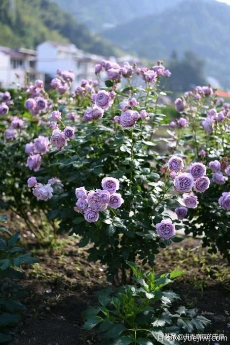 你最喜欢的月季是什么品种?为什么喜欢?(图2) 你最喜欢的月季是什么品种?为什么喜欢?(图2)