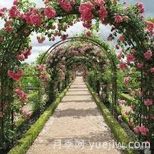 适合做拱门的大型藤本月季，有哪些品种可以推荐？(图7)