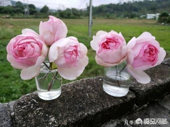 最香的几款月季品种是什么？ 什么品种的月季花(图3)