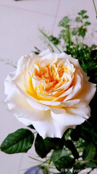 最香的几款月季品种是什么？ 什么品种的月季花(图7)