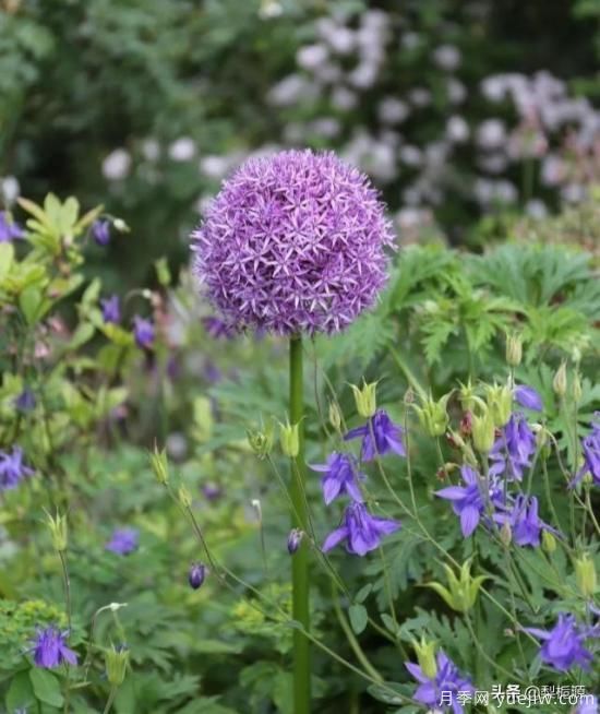 天津市哪卖月季花品种最多?(图1) 天津市哪卖月季花品种最多?(图1)