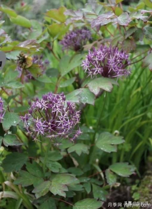 天津市哪卖月季花品种最多?(图4) 天津市哪卖月季花品种最多?(图4)