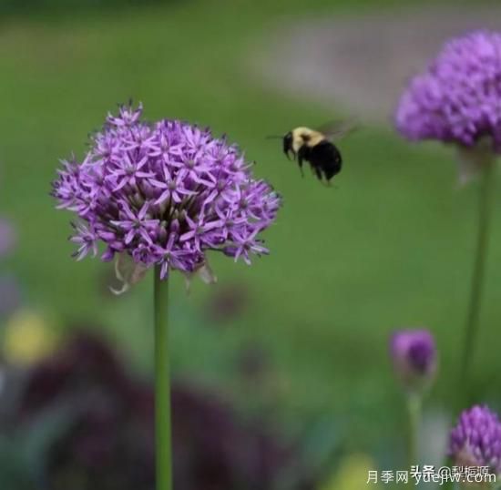 天津市哪卖月季花品种最多?(图2) 天津市哪卖月季花品种最多?(图2)