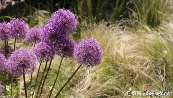 天津市哪卖月季花品种最多?(图3) 天津市哪卖月季花品种最多?(图3)