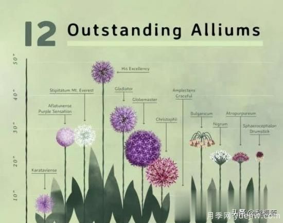 天津市哪卖月季花品种最多?(图5) 天津市哪卖月季花品种最多?(图5)