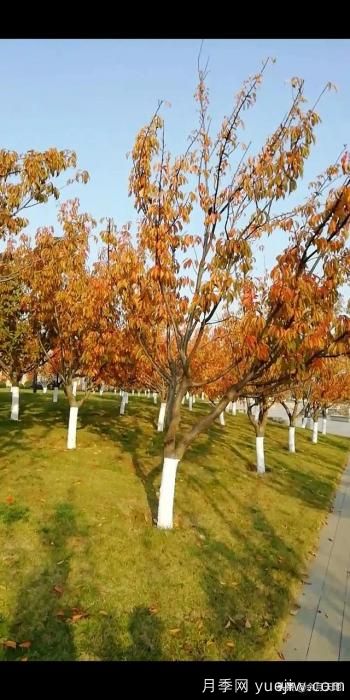 绿化带栽樱花树，行距株距多少米一棵合适？(图3)