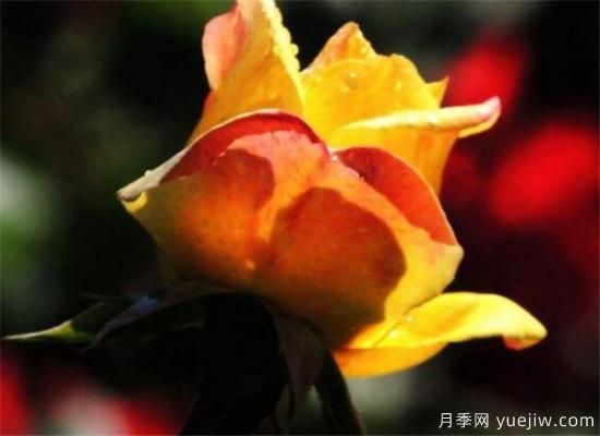 月季和玫瑰如何区分 教你分辨月季和玫瑰的区别(图2) 月季和玫瑰如何区分 教你分辨月季和玫瑰的区别(图2)