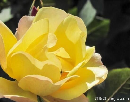 月季和玫瑰如何区分 教你分辨月季和玫瑰的区别(图3) 月季和玫瑰如何区分 教你分辨月季和玫瑰的区别(图3)