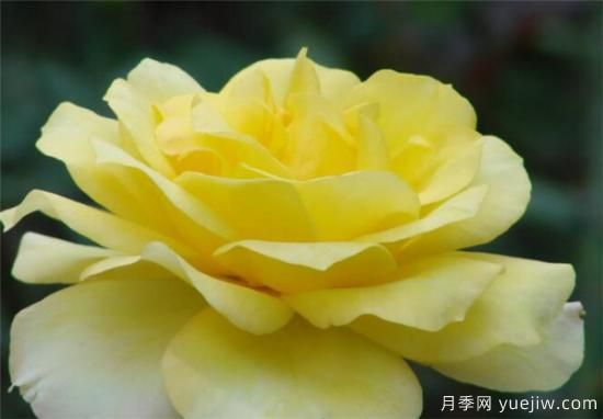 月季花几月份扦插种植 月季扦插种植需要注意什么(图1) 月季花几月份扦插种植 月季扦插种植需要注意什么(图1)