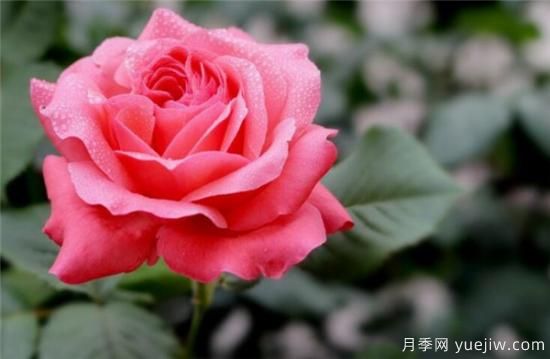 月季花几月份扦插种植 月季扦插种植需要注意什么(图3) 月季花几月份扦插种植 月季扦插种植需要注意什么(图3)