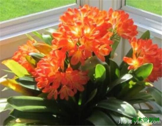 室内适合养的18种植物 室内植物管理要点(图2) 室内适合养的18种植物 室内植物管理要点(图2)