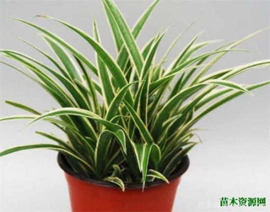 室内适合养的18种植物 室内植物管理要点(图3) 室内适合养的18种植物 室内植物管理要点(图3)