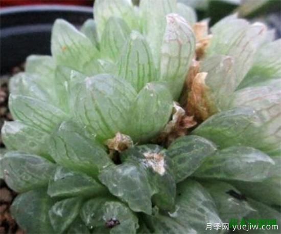 十大最贵多肉资料欣赏 越养越贵的多肉有哪些(图1)