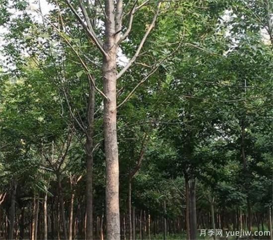 白蜡树一般最低多少定干  速生白蜡定杆技巧分享(图1)